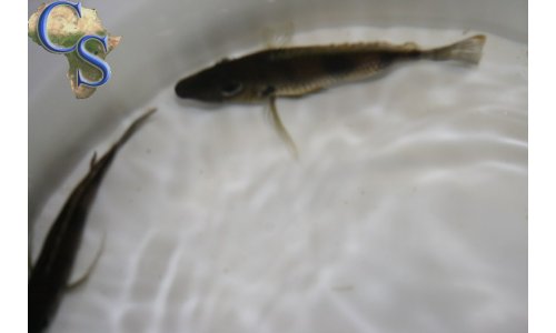 Gnathochromis permaxillaris
